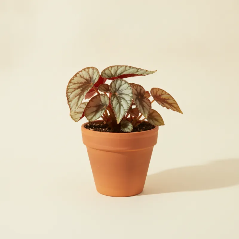 Begonia — Begonia 'Escargot' (illustratie)