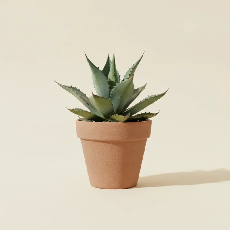 Agave — Agave americana (illustratie)