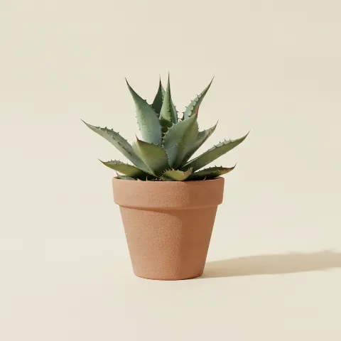 Agave β Agave americana (illustratie)