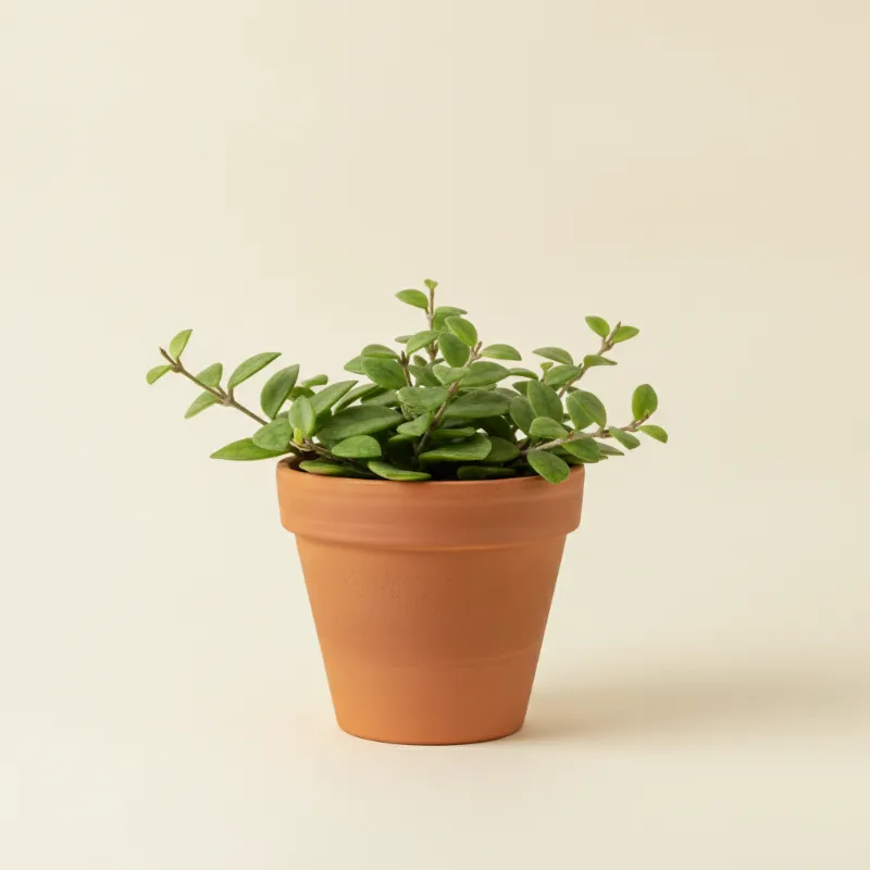 Wasbloem — Hoya gracilis (illustratie)