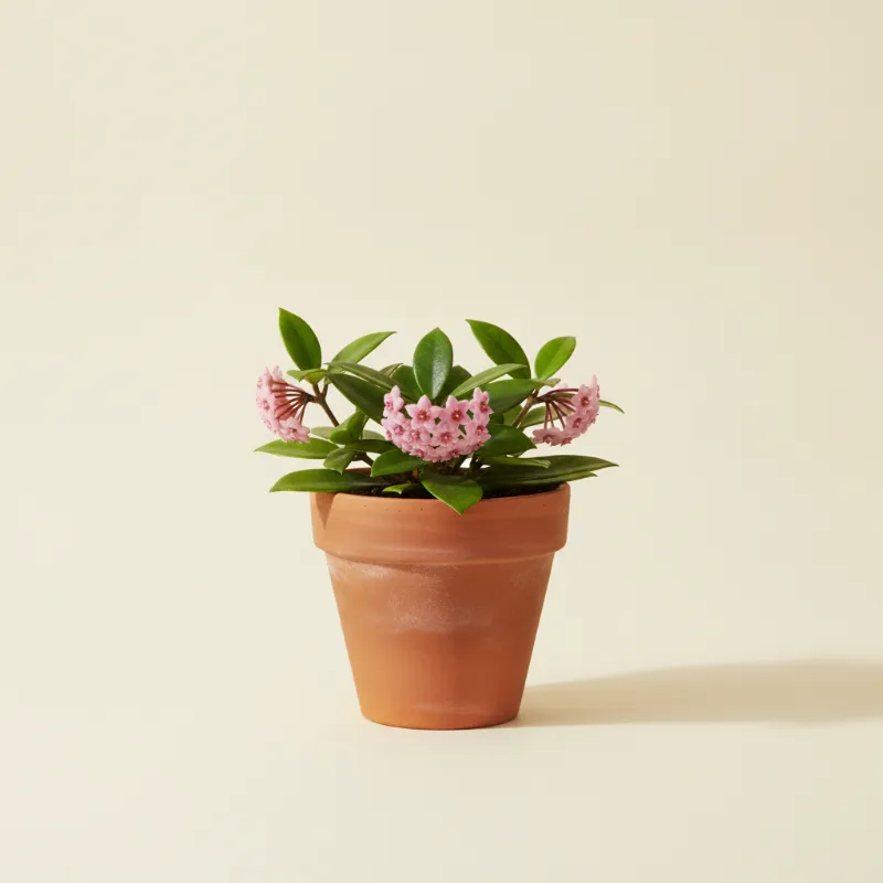 Wasbloem — Hoya heuschkeliana (illustratie)