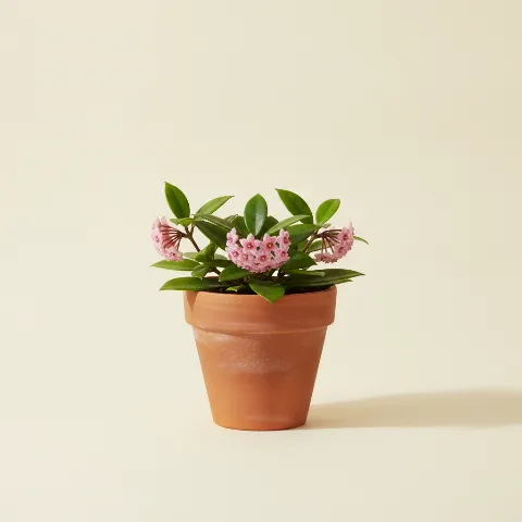 Wasbloem