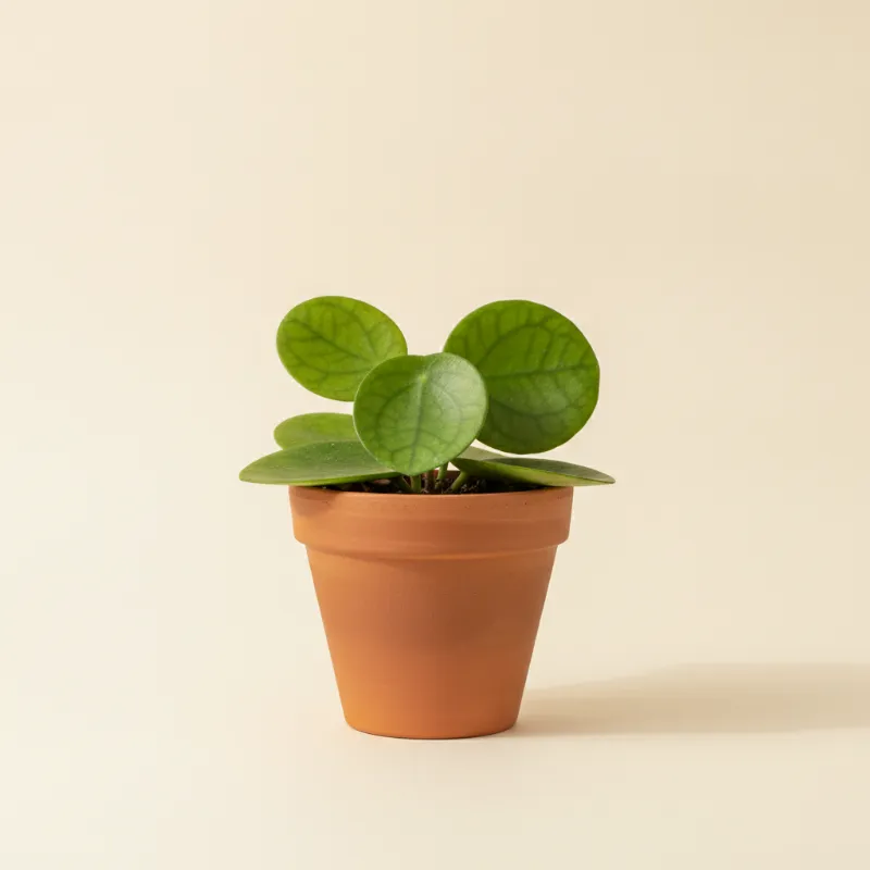 Wasbloem — Hoya imbricata (illustratie)