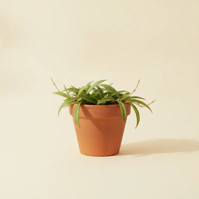 Wasbloem — Hoya kentiana (illustratie)
