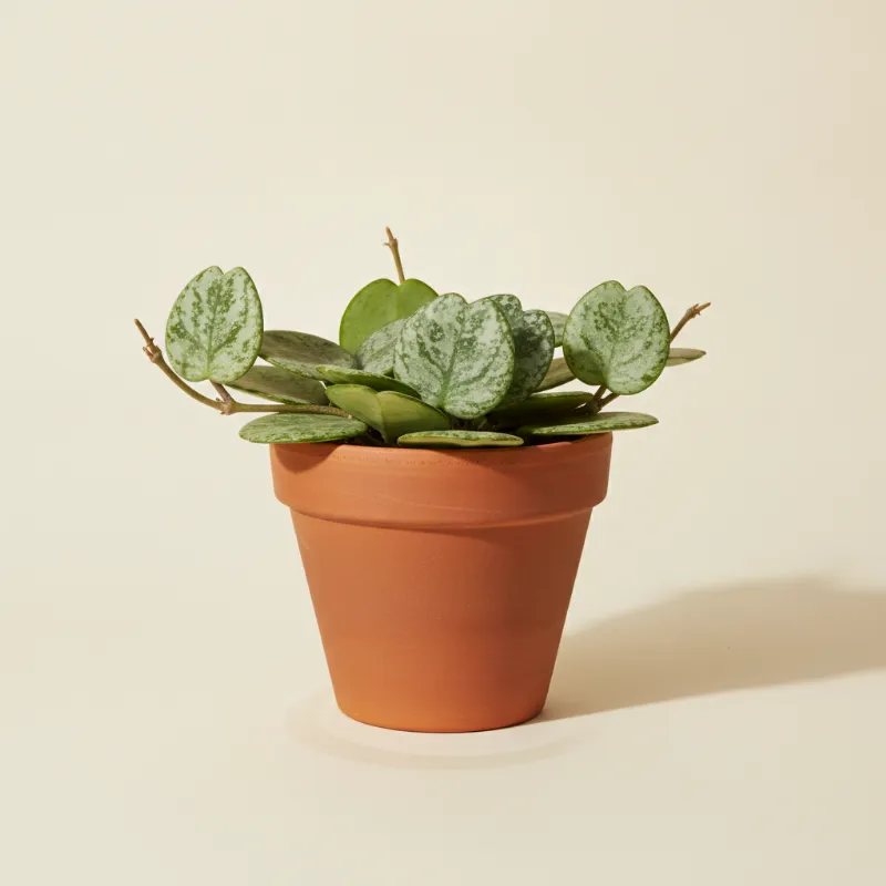 Wasbloem — Hoya kerrii 'Splash' (illustratie)