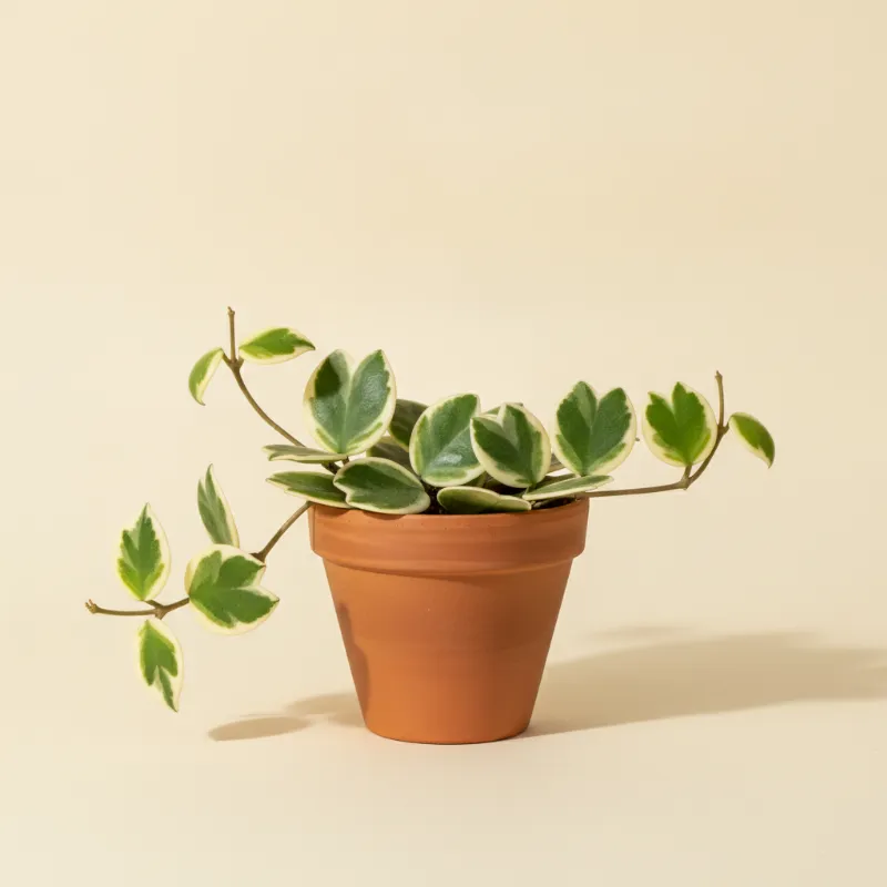 Wasbloem — Hoya kerrii 'Variegata' (illustratie)