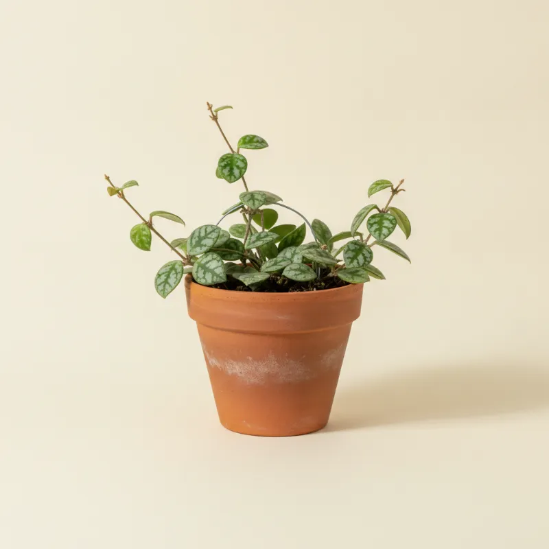 Wasbloem — Hoya krohniana (illustratie)