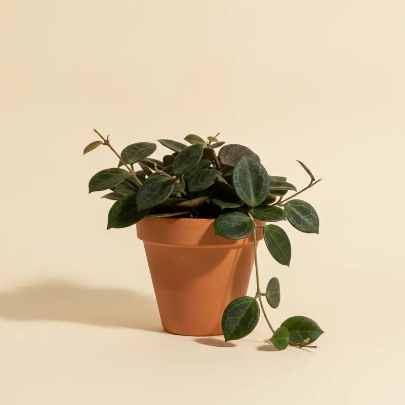 Wasbloem — Hoya krohniana 'Black' (illustratie)