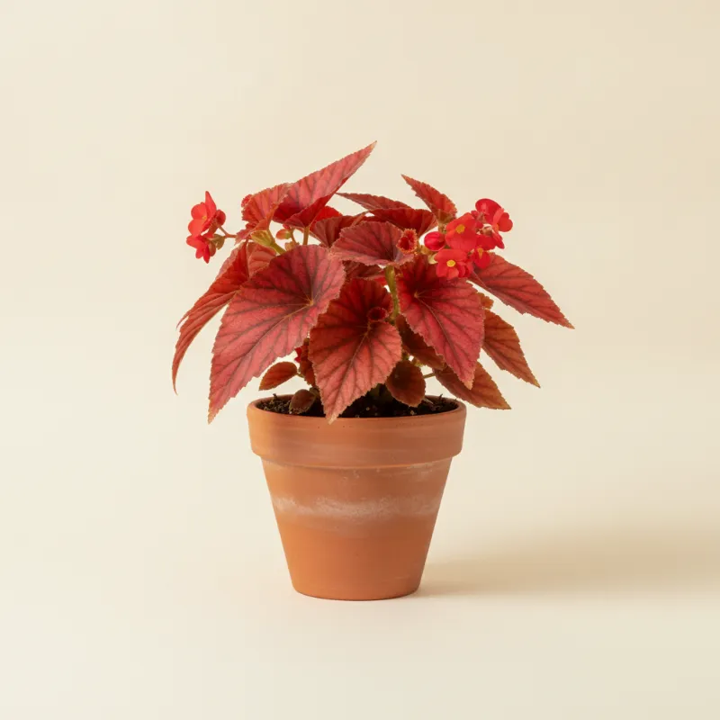 Begonia — Begonia 'Red Bull' (illustratie)