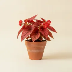 Begonia