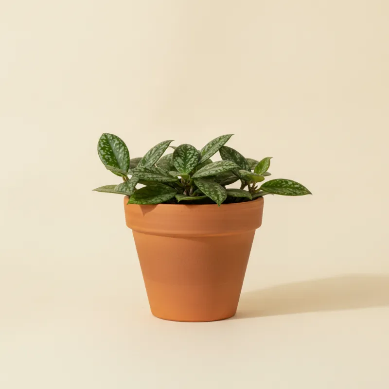 Wasbloem — Hoya krohniana 'Splash' (illustratie)