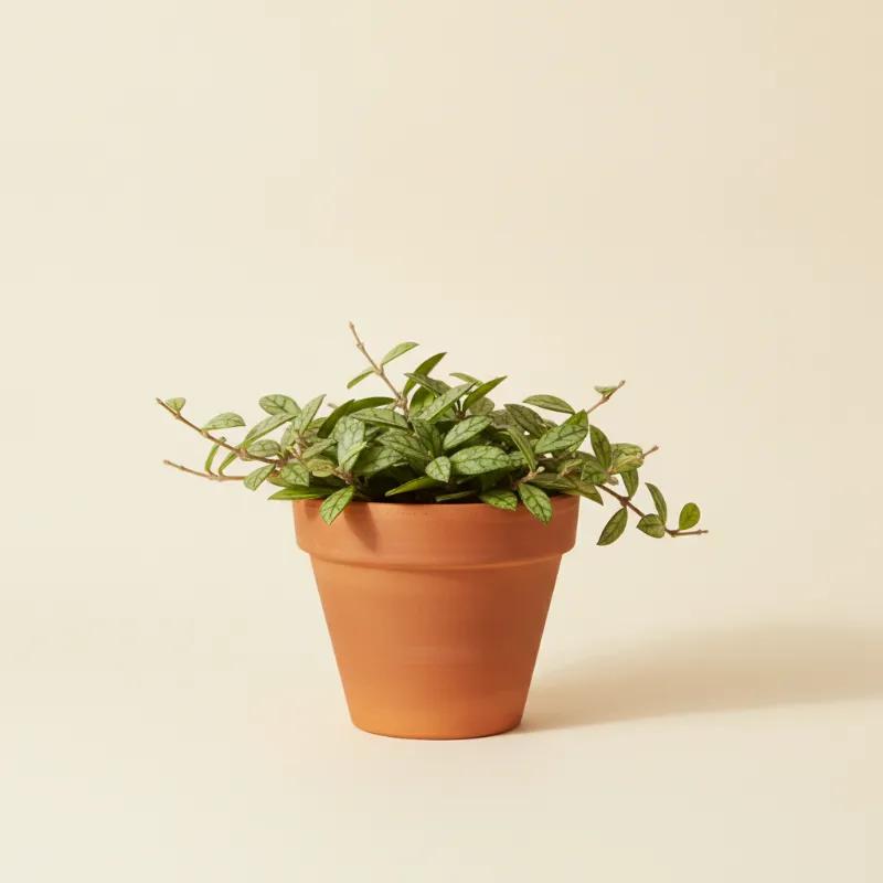 Wasbloem — Hoya lacunosa (illustratie)