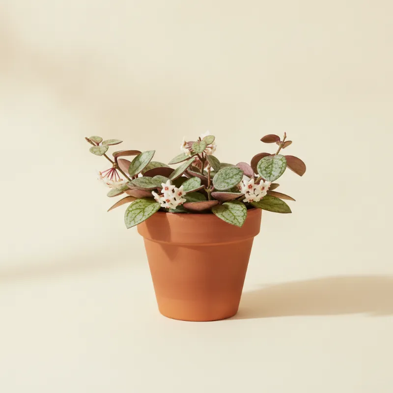 Wasbloem — Hoya lacunosa 'Royal Flush' (illustratie)