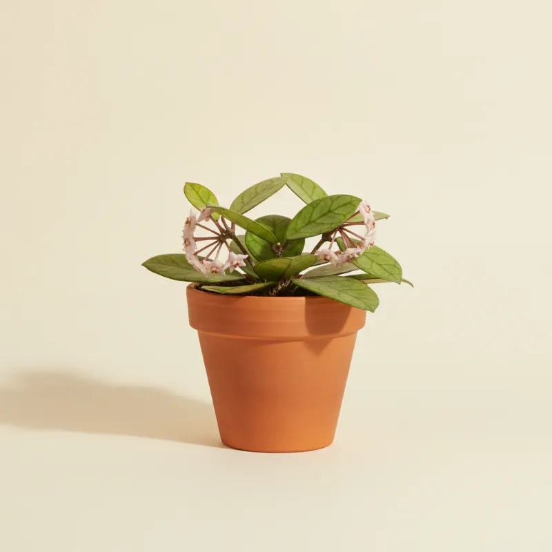 Wasbloem — Hoya latifolia (illustratie)