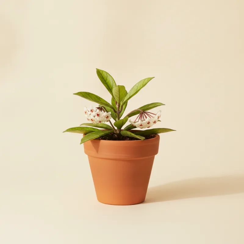 Wasbloem — Hoya lockii (illustratie)