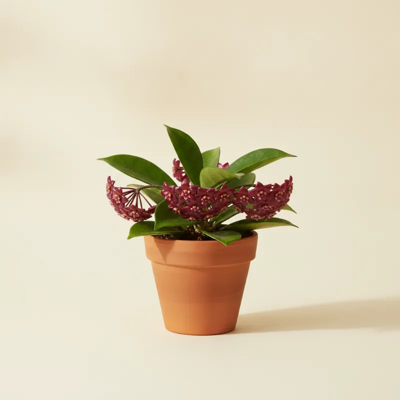 Wasbloem — Hoya macgillivrayi (illustratie)