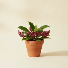 Wasbloem