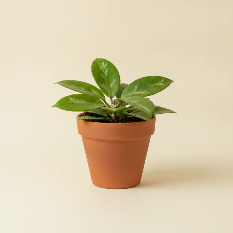 Wasbloem — Hoya macrophylla (illustratie)