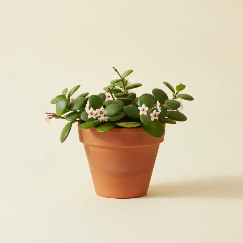 Wasbloem — Hoya mathilde (illustratie)