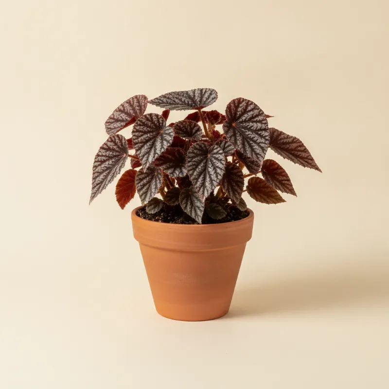 Begonia — Begonia 'Black Velvet' (illustratie)