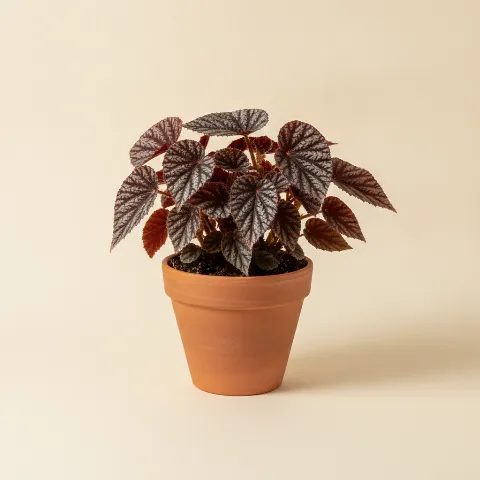 Begonia β Begonia 'Black Velvet' (illustratie)