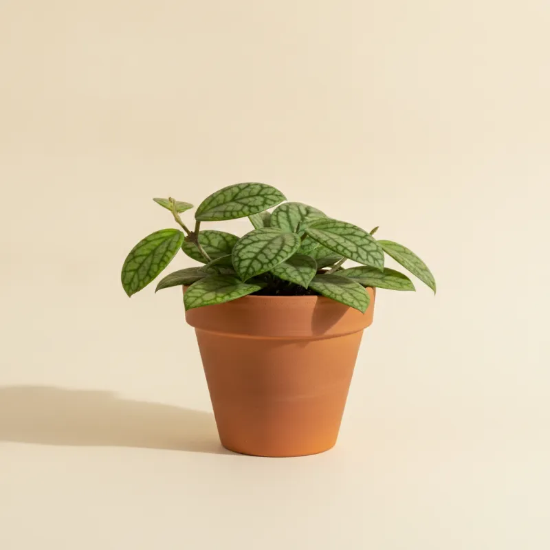 Wasbloem — Hoya meredithii (illustratie)