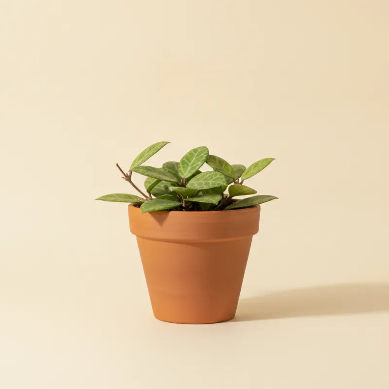 Wasbloem — Hoya mindorensis (illustratie)