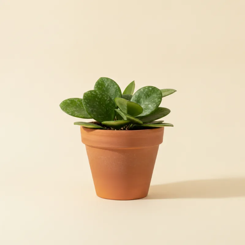 Wasbloem — Hoya obovata (illustratie)