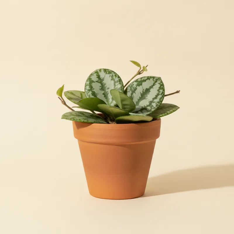Wasbloem — Hoya obovata 'Splash' (illustratie)