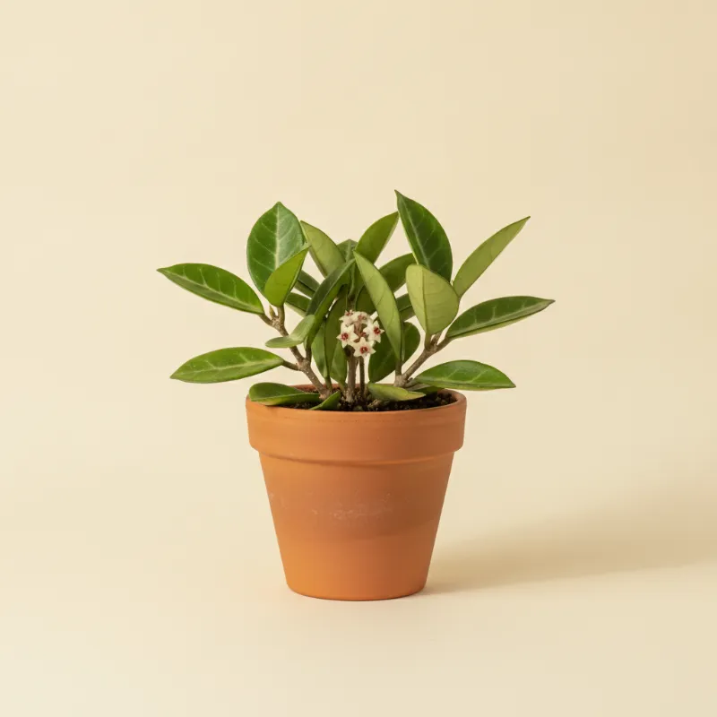 Wasbloem — Hoya pachyclada (illustratie)