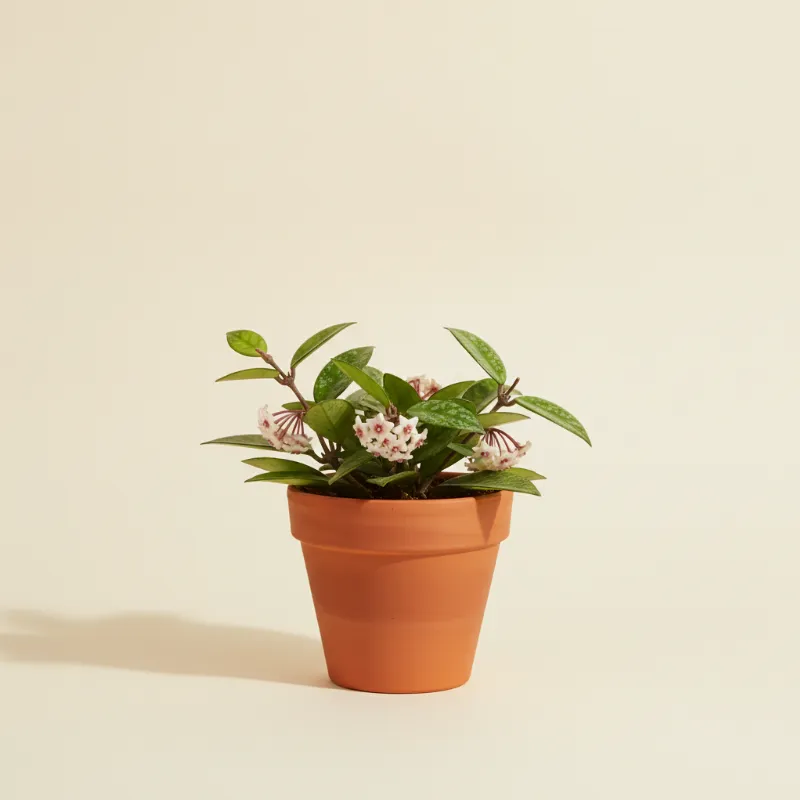 Wasbloem — Hoya parasitica (illustratie)