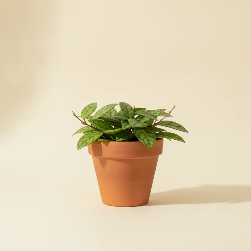 Wasbloem — Hoya polyneura (illustratie)