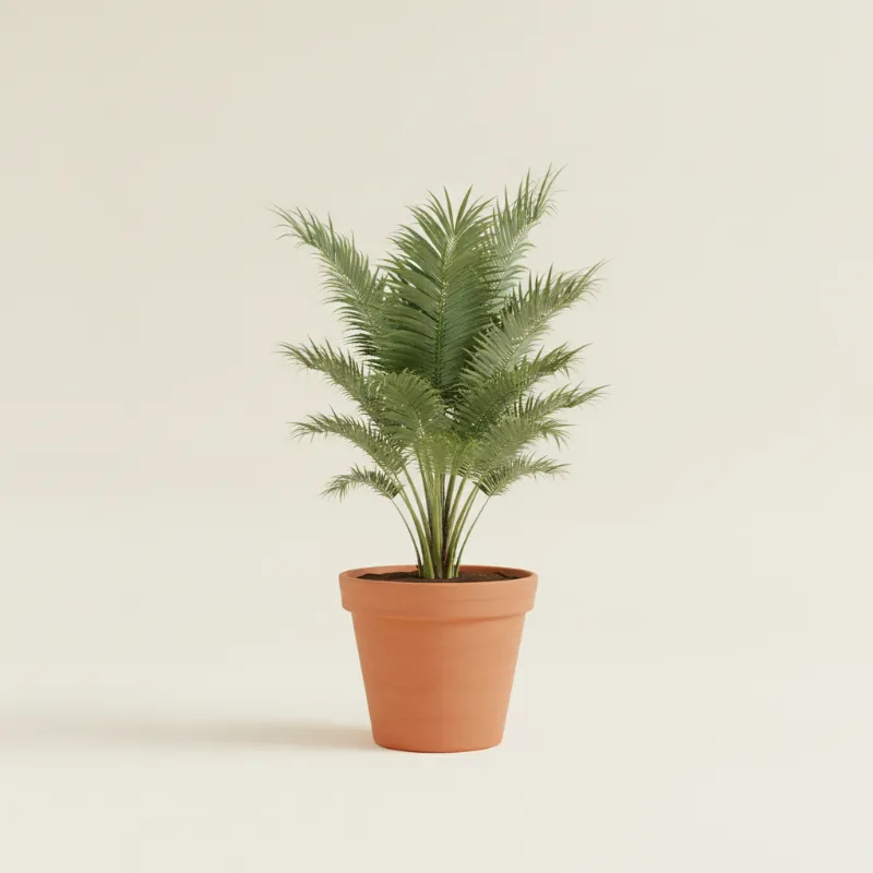 Bismarckpalm — Bismarckia nobilis (illustratie)