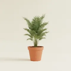 Bismarckpalm