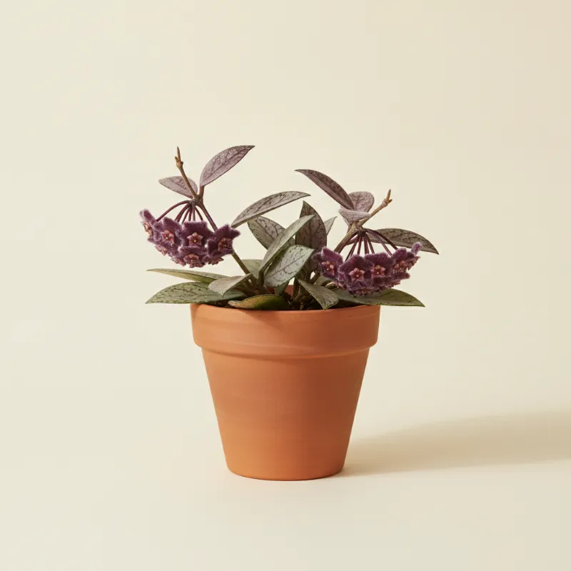Wasbloem — Hoya pubicalyx 'Pink Silver' (illustratie)