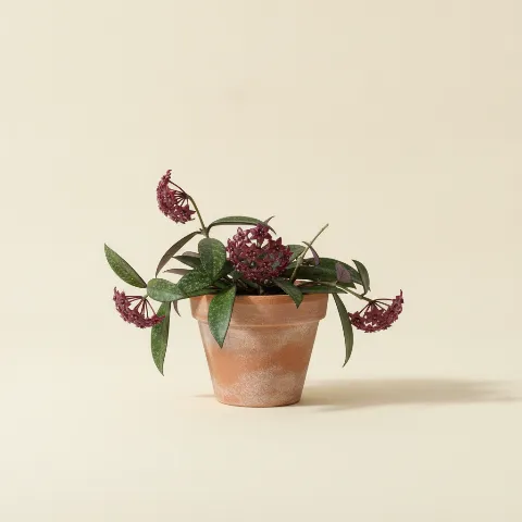 Wasbloem