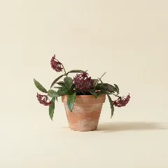 Wasbloem