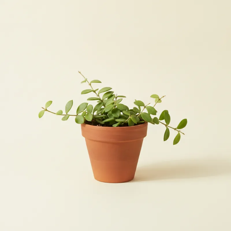 Wasbloem — Hoya retusa (illustratie)