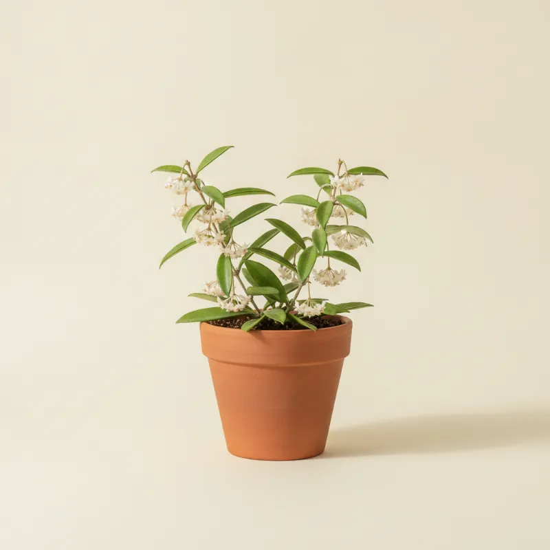 Wasbloem — Hoya shepherdii (illustratie)