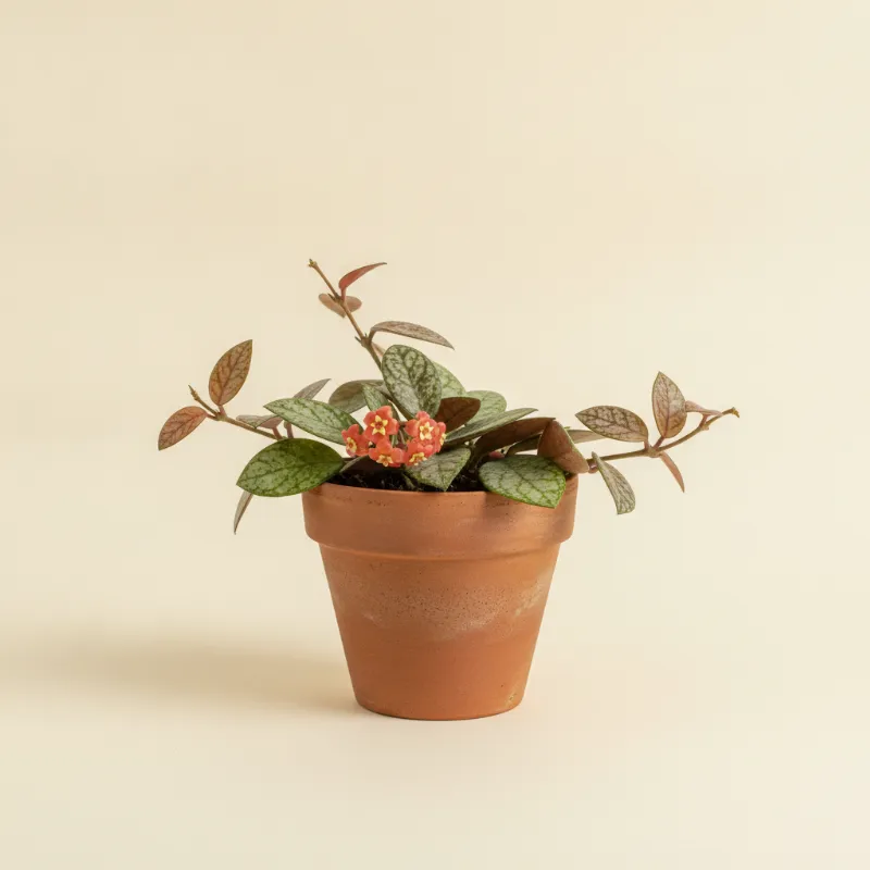 Wasbloem — Hoya sigillatis (illustratie)