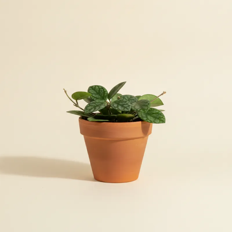 Wasbloem — Hoya sp. Gunung Gading (illustratie)