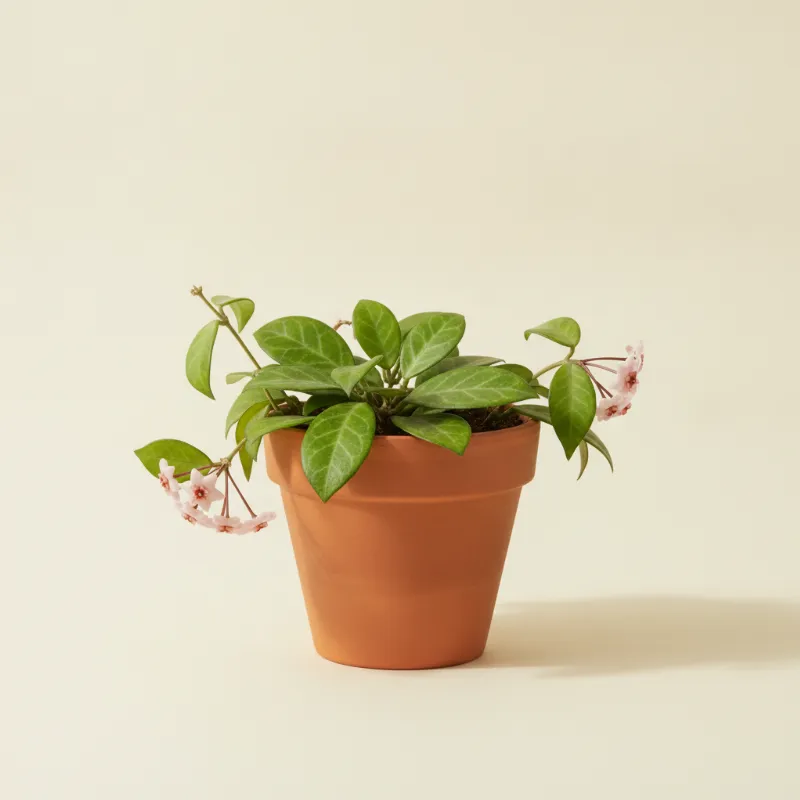 Wasbloem — Hoya sp. Sabah (illustratie)