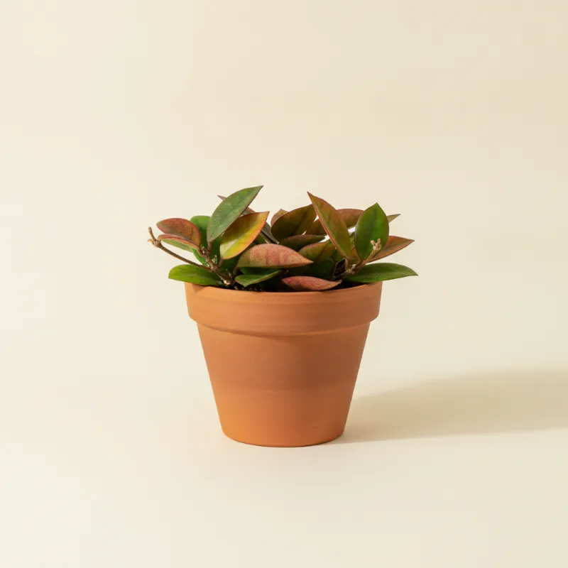 Wasbloem — Hoya sunrise (illustratie)