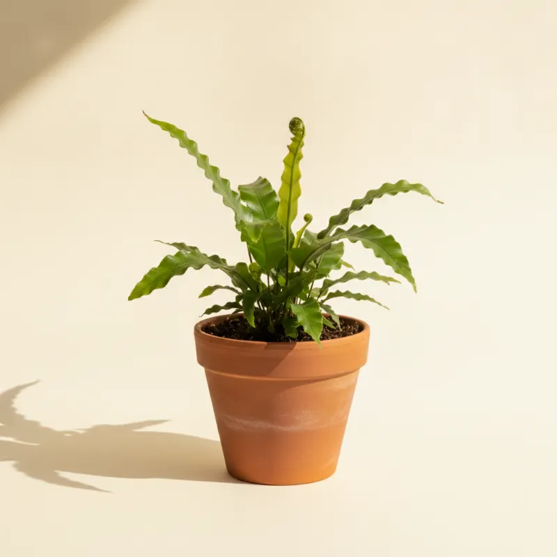 Dubbelloofvaren — Blechnum gibbum (illustratie)