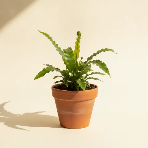 Dubbelloofvaren — Blechnum gibbum (illustratie)