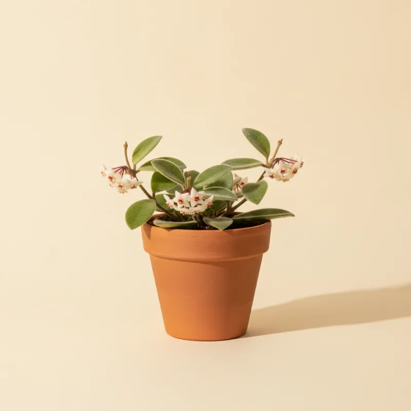Wasbloem — Hoya thomsonii (illustratie)