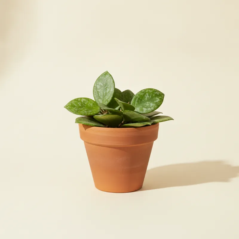 Wasbloem — Hoya wilbur graves (illustratie)