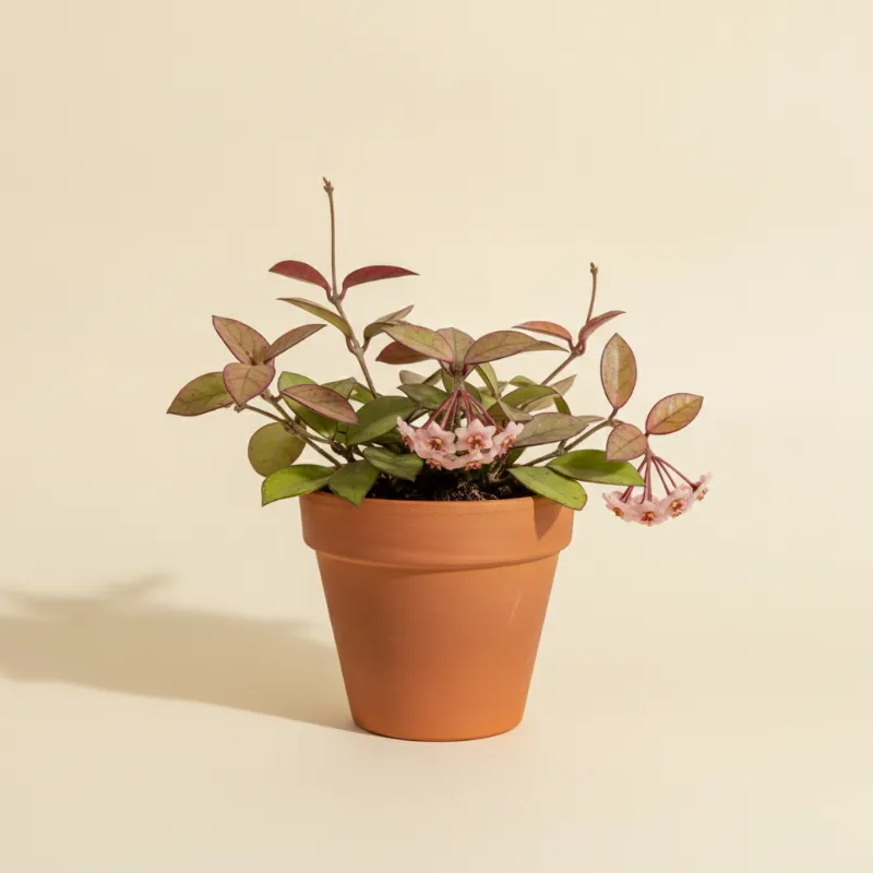 Wasbloem — Hoya 'Rebecca' (illustratie)