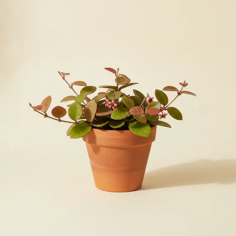 Wasbloem — Hoya 'Rosita' (illustratie)