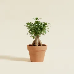 Ficus